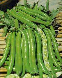 FAVA SUPERSIMONIA ORIGINE MAROCCO KG.1